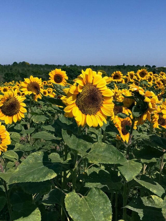 Conheça 10 pontos turísticos de Holambra, a cidade das flores!